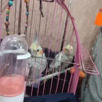 عروس هلندی در شادگان