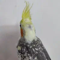 عروس هلندی اهلی دوکت|پرنده|تبریز, |دیوار