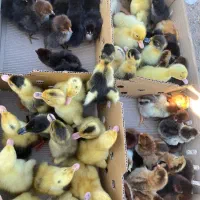 بچه اردک پکنی|حیوانات مزرعه|رشت, ترمینال|دیوار