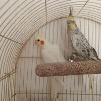 ۲ عدد عروس هلندی به همراه قفس مجهز|پرنده|مشهد, نوغان|دیوار