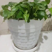 گل پتوس بزرگ