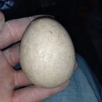 سنگ الماس اسیاب