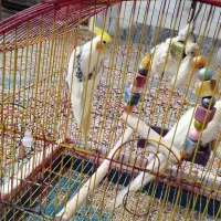 عروس هلندی|پرنده|کلاله, |دیوار