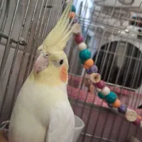 پرنده هلندی