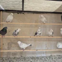 کفترکارنسل کشی