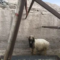 قوچ داشتی نژاد دار