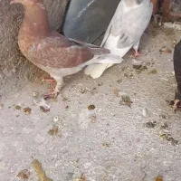 سه عدد جوجه دم سفید|پرنده|اسفراین, |دیوار