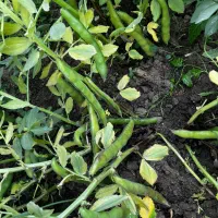 باقالا هیستال زود راس|عمدهفروشی|جویبار, |دیوار