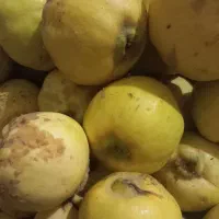 به پیوندی