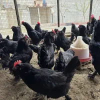 تخم نطفه‌دار نژاد مرندی