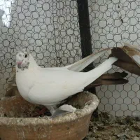 کفتر یا کبوتر