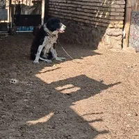 سگ گله