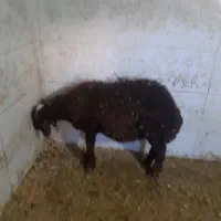 بره نر