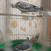 عروس هلندی جفت|پرنده|قرچک, مهدیه|دیوار