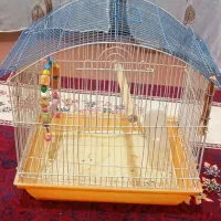 فقس جای پرنده