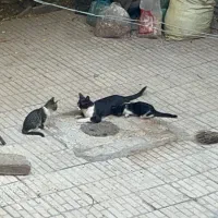 واگذاری بچه گربه خوشگل