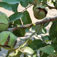باغچه باغ در خسروشاه خسروشهر 404متر|فروش خانه و ویلا|خسروشاه, |دیوار