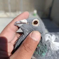 یک جفت کبوتر پلاکی جان اردن خالص|پرنده|بروجرد, |دیوار