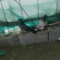 جفت جوجه گرگی|پرنده|ایرانشهر, |دیوار