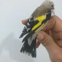 سهره  نر