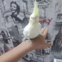 عروس هلندی دستی