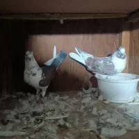 کبوتر|پرنده|سیمین شهر, |دیوار