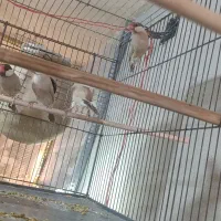 دو جفت نرگسی شکلاتی بالغ ومولد