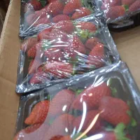 کارگر جهت میوه فروشی