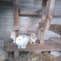 خرگوش نروماده|موش و خرگوش|نوشهر, |دیوار