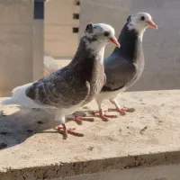 کفتر کبوتر شازده