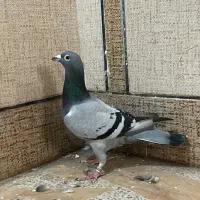 ماده پلاکی بازرگان نشسته