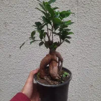 گیاه بونسای فیکوس جنسینگ