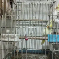 یه جفت عروس هلندی مولد جوجه داده