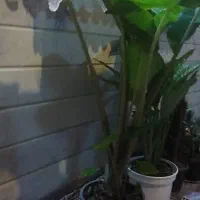 گل وگیاه طبیعی|گل و گیاه طبیعی|قم, باغ اشرافی|دیوار