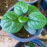 گل سارا رسید