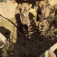 دونفر شتر یک ساله