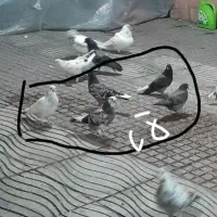 جوجه پرشی ۵تا فقط تماس