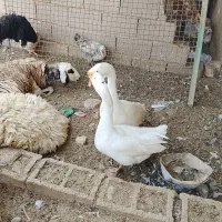 فروش غاز و جوجه غاز بزرگ