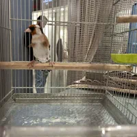 سهره نر فوق شرور مسابقه ایی جوجه امسال