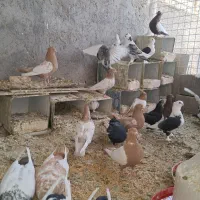 کبوتر|پرنده|حبیب آباد, |دیوار