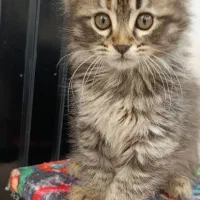 بچه گربه پرشین|گربه|مشهد, وحید|دیوار