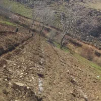 باغبانی حرس واسپار وسم پاشی|خدمات باغبانی و درختکاری|کنگاور, |دیوار