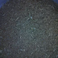گندم بذری صدرا