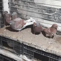 ۵تا قرمز نشان