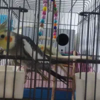 فروش|پرنده|تهران, مخصوص|دیوار