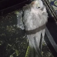 جوجه عروس هلندی