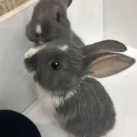 فوری2 تا خرگوش جفت مولد 3 ماهه باغذامرغوب باجاخواب