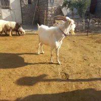 نربز سانن بزغاله پارساله|حیوانات مزرعه|گیلان غرب, |دیوار