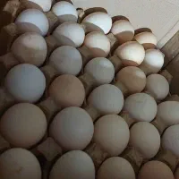 تخم مرغ محلی|خوردنی و آشامیدنی|ارومیه, |دیوار