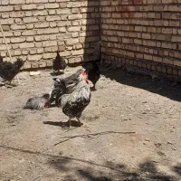 فروش  مرغ خروس و ونیمه مرغ خروس